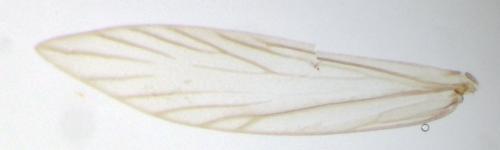 Réf. 224 914 : Micropterix aglaella